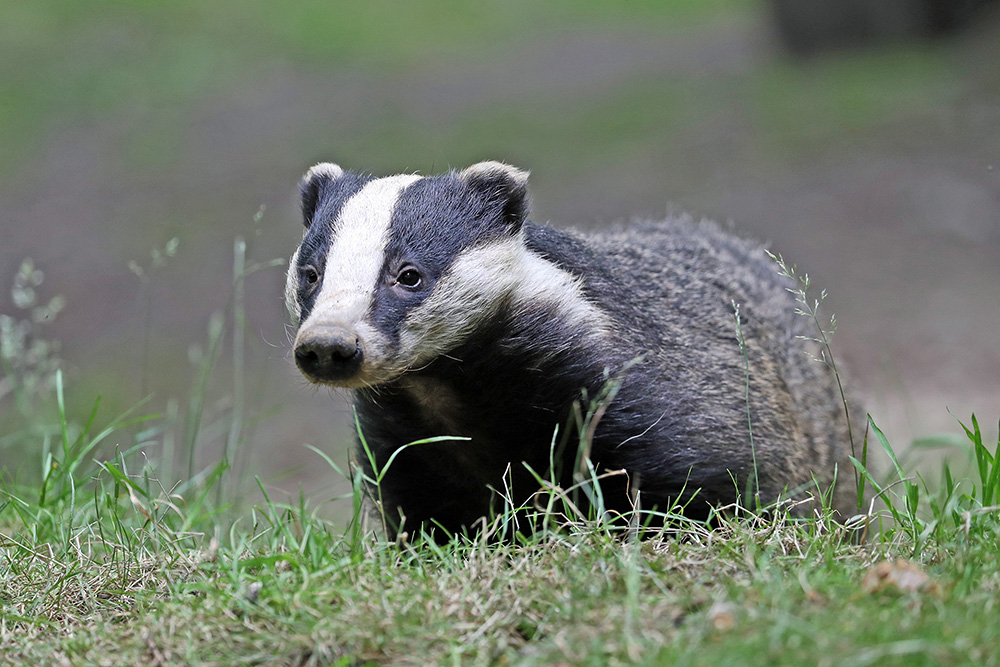 badger, badger sett, badger habitat, badgers merrow downs, badgers urnfield